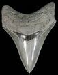 Razor Sharp, Megalodon Tooth - South Carolina #51133-1